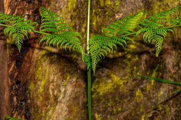 Fern Cross