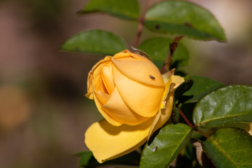 Yellow rose