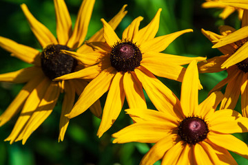 Large bright yellow spring flowers of Rudbeckia in the garden at noon.