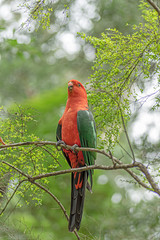 King Parrot in Tea Tree vert