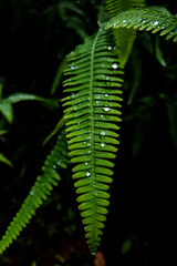 Fern tropical forest