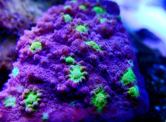 Hollywood Stunner Chalice stony coral in macro shot © Kolevski.V