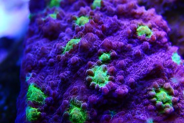 Hollywood Stunner Chalice stony coral in macro shot - obrazy, fototapety, plakaty