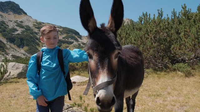 Happy boy tourist is standing near donkey, stroking it with wool on green mountains, blue sky in summer on sunny day. Young donkey looks directly at camera moves ears, boy smiles slow motion. Travel