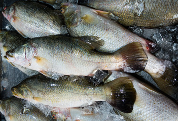 Frozen fish all over the bucket in seafood market.