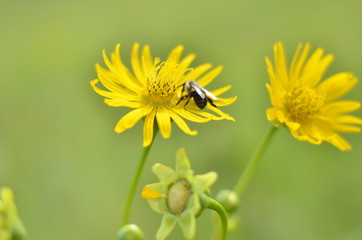 bee on yellow flower