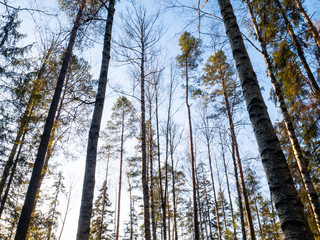 Beautiful green leafy and coniferous forest.