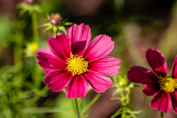 Obraz premium Purple cosmos