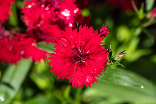 Red Dianthus