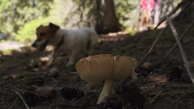 Closeup poisonous mushroom grows in pine forest in mountains against backdrop of walking boy and man with dog. People mushroom pickers in forest pick mushrooms in morning in summer. Tourism. Nature