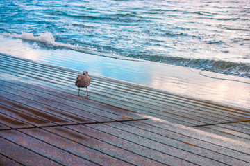 Seagull is walking on the pier