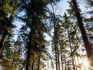 Obraz premium Beautiful green leafy and coniferous forest.