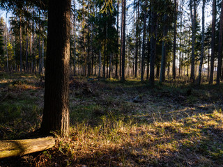 Obraz premium Beautiful green leafy and coniferous forest.