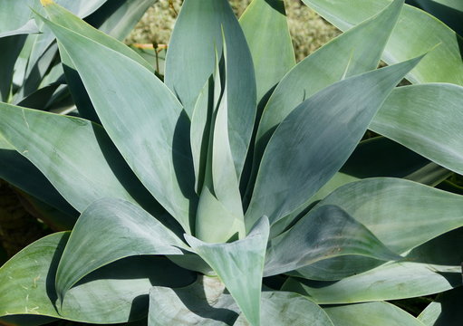 Big Pale Green Leaves Of Century Plant 'Nova' Cactus