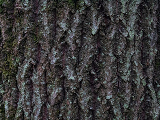 Colorful saturated bark of wood. The woody texture