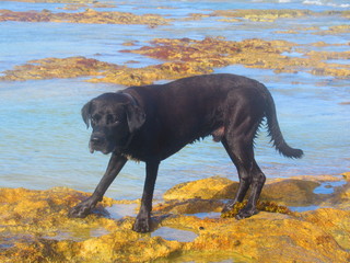 Un beau chien noir debout devant la mer