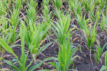 Obraz premium Agriculture.Arid hot summer causing the death of the crop. young green stalks planted in a field of corn.