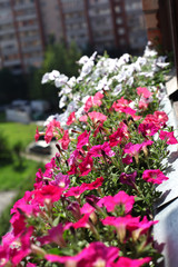 Fototapeta na wymiar Petunia flowers in a pot on the balcony. Summer flowering.