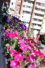 Fototapeta na wymiar Petunia flowers in a pot on the balcony. Summer flowering.