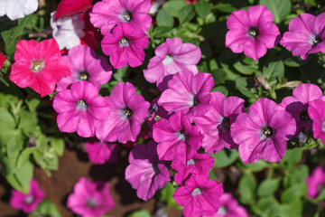 Petunia flowers in a pot on the balcony. Summer flowering.