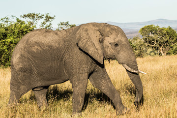 Fototapeta na wymiar elefanti