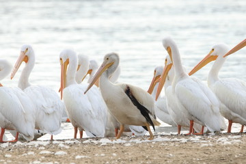 pelicans on beach