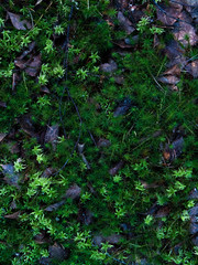 Obraz premium Natural greens, small twigs and fallen leaves.