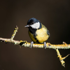 Great Tit in his environment. Her Latin name is Parus major.