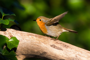 European Robin in his environment. His Latin name is Erithacus rubecula.
