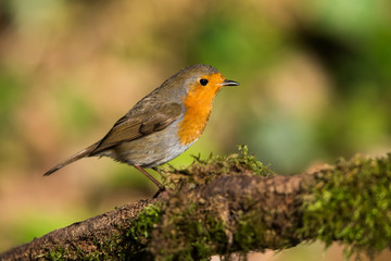 European Robin in his environment. His Latin name is Erithacus rubecula.