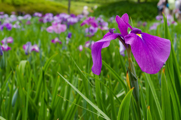 梅雨から初夏の花ハナショウブ