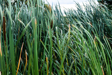 Fototapeta premium Weeds blowing