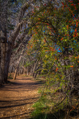 Naklejka premium Fall for Sedona