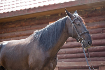 Beautiful horse on farm. Large pet.