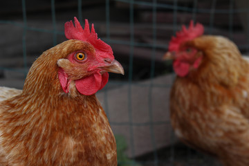 Hens on a family owned farm.