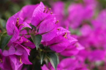 flor rosa 4