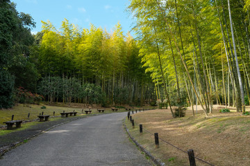 竹林の小径