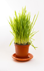Green young fresh grass on white background. Spring mood. Easter objects. oats grass