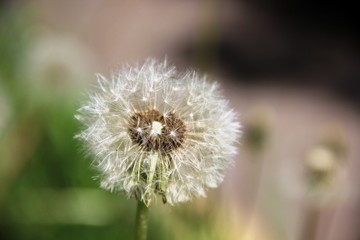 one fluffy dandelion flower head. Spring weed and flowers