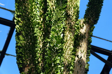 Alluaudia procera cactus, a deciduous succulent plant species from Madagascar