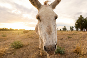 White donkey in a dry field at sunset with a sheep in the background. Summer in Australia. Central Victoria in times of drought.