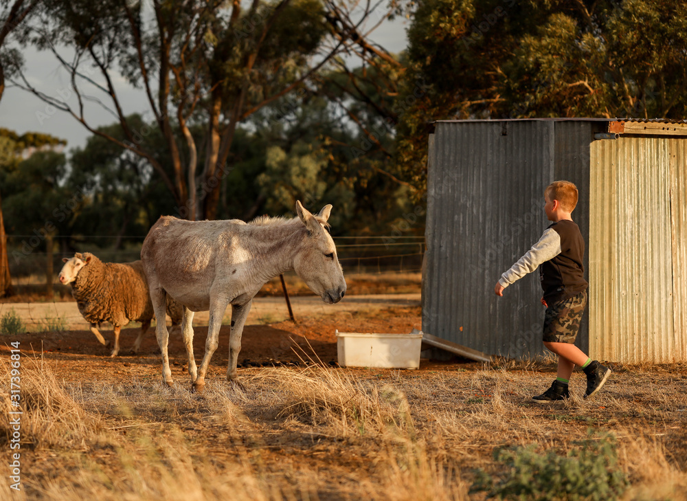 Wall mural children spending time with donkey in dry paddock during times of drought