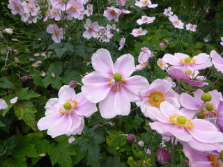 Naklejka premium pink flowers in garden
