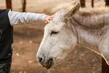 Children spending time with donkey in dry paddock during times of drought
