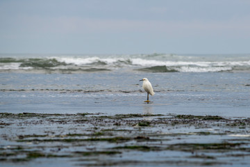 Fototapeta premium USA, California, San Mateo County, Half Moon Bay. A snowy egret (Egretta thula) wading in front of the waves at the Mavericks. A small white heron with yellow lores and black beak.