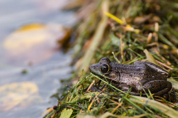 Frog looking towards the lake