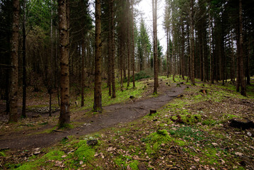 Obraz premium Dark and moody forest during rainy day.