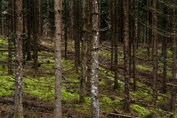 Fototapeta premium Dark and moody forest during rainy day.