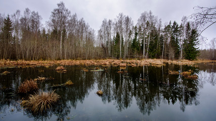Forest with a water pond reflection during grey rainy day