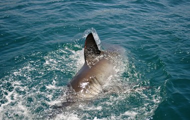Fototapeta premium Great white shark in Mosselbaai (Mossel Bay) South Africa, February 2012. Photo taken from a vessel offering cage diving.